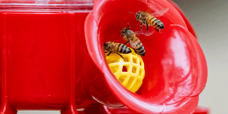 Bee-Guard Friendly Concentration Bee-Guard Friendly Concentration