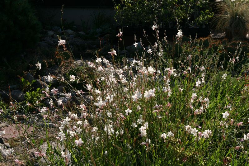 Bees, butterflies, and moth caterpillars add wildlife value