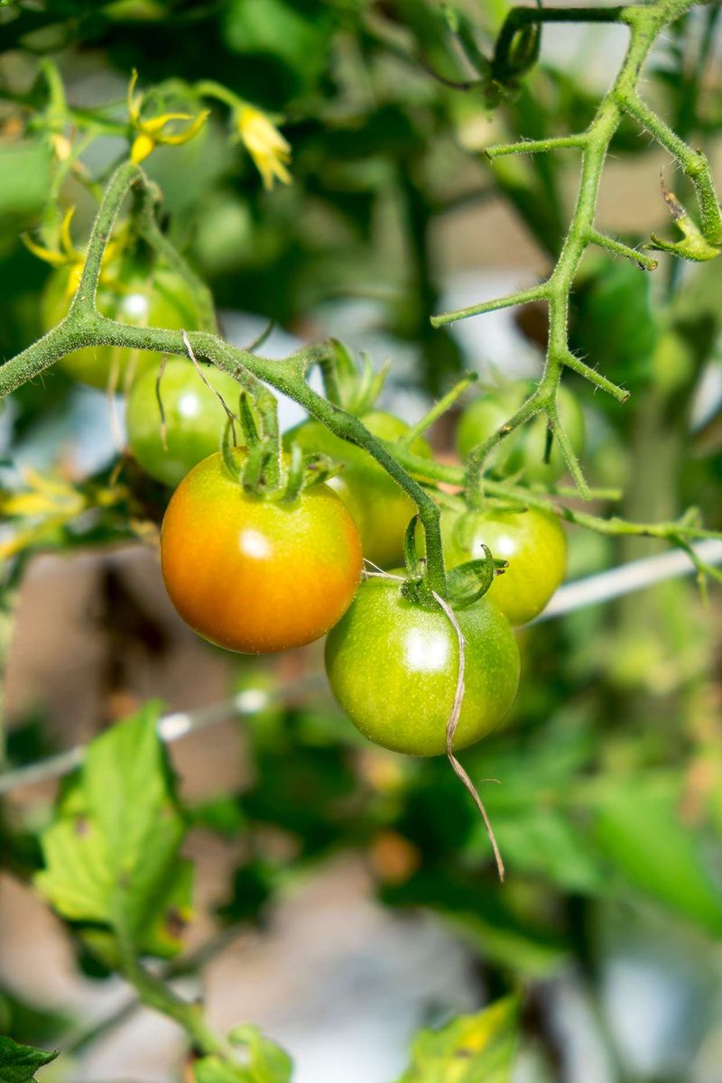 Before blaming fertilizer, define what “not ripening” means