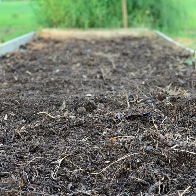 Before blaming heat, check why seedlings disappeared