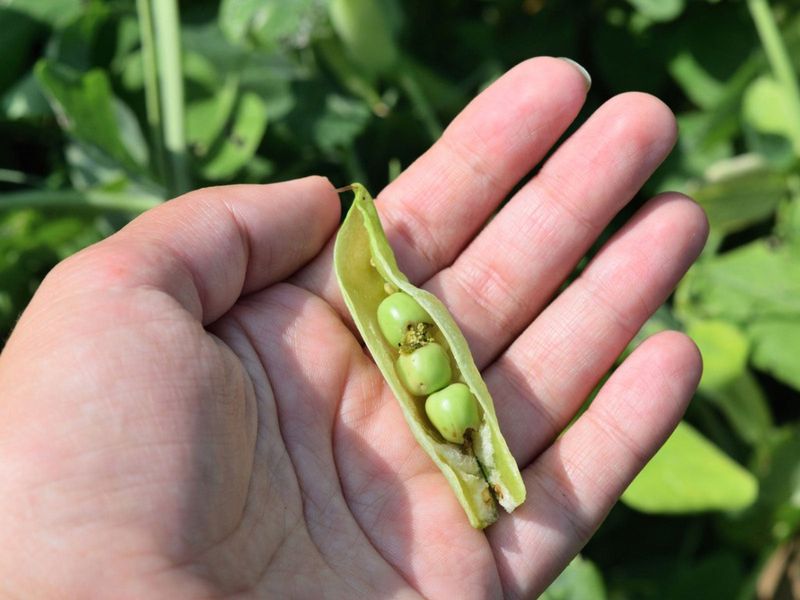 Before blaming heat, inspect the pods, leaves, and soil