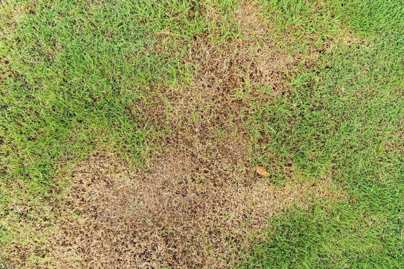 Before repairing the patch, find out why the turf failed Before repairing the patch, find out why the turf failed