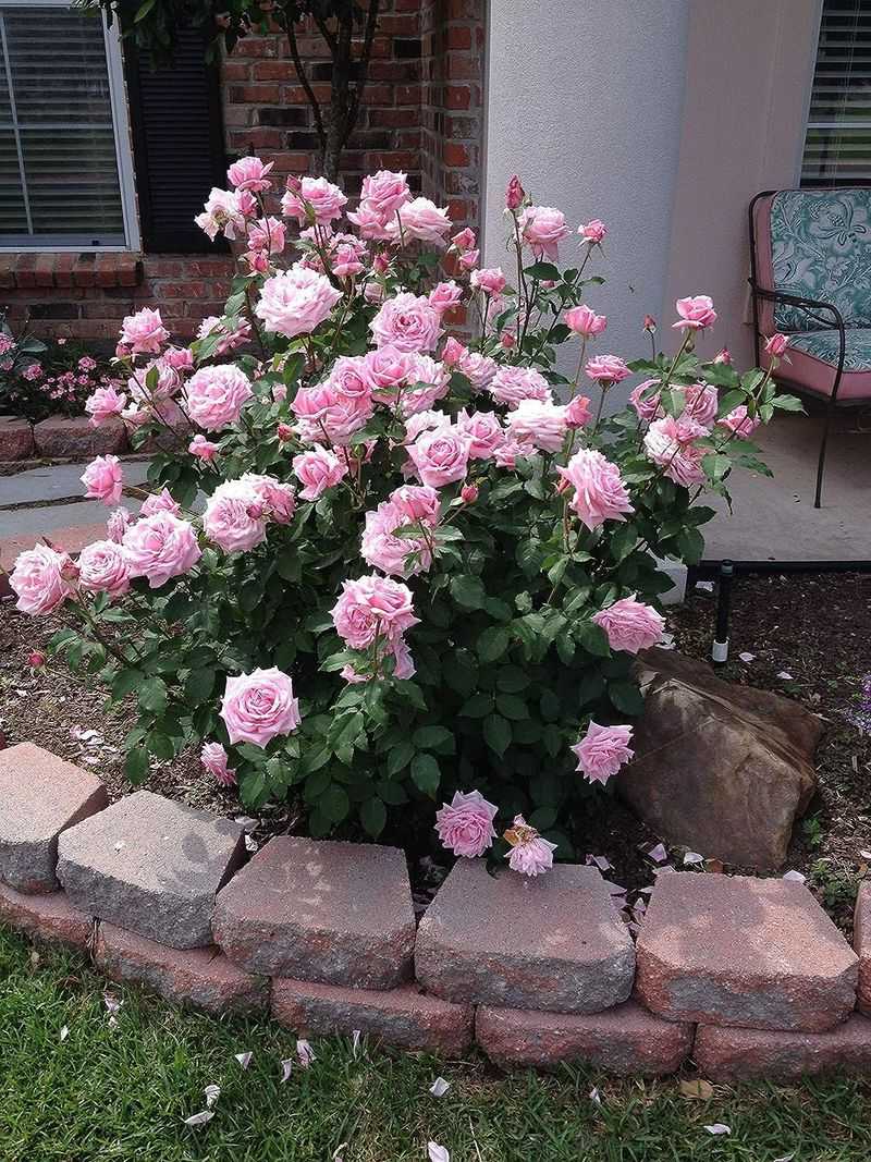Belinda's Dream Rose