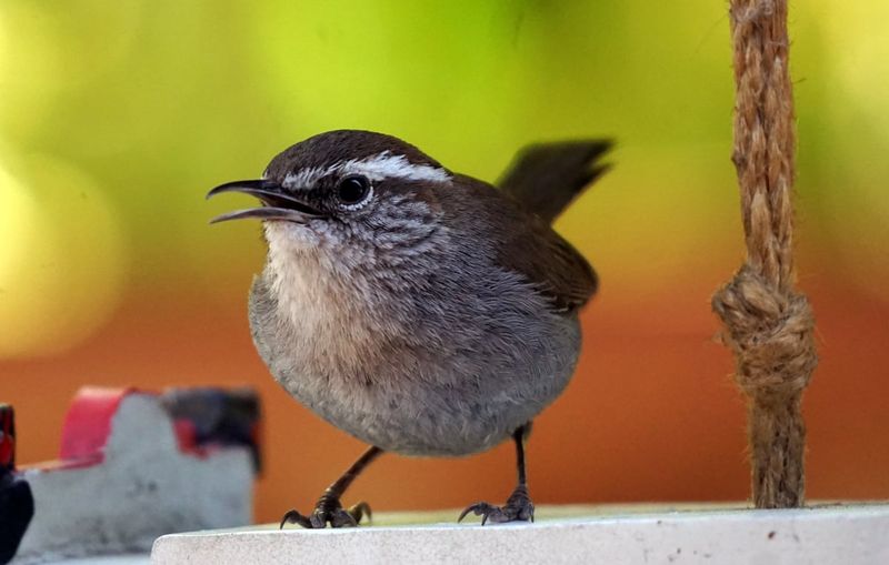 Bewick’s Wrens already fit many California gardens