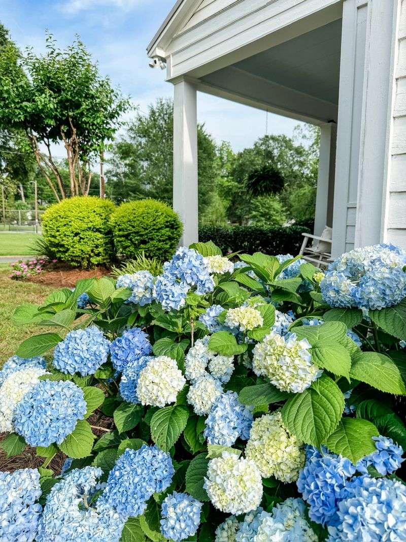 Bigleaf hydrangeas bloom best with gentler light