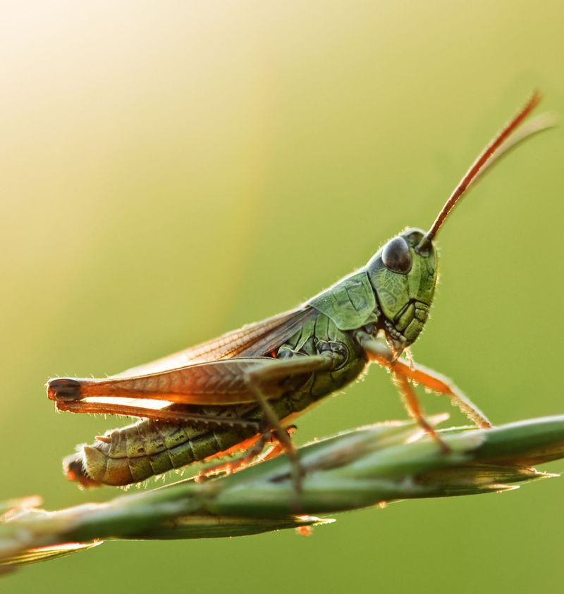 Bird pest control helps ecosystems, not guarantees Bird pest control helps ecosystems, not guarantees