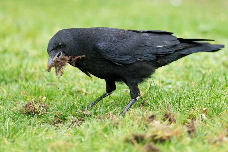 Birds eat armyworms, but they cannot guarantee control Birds eat armyworms, but they cannot guarantee control