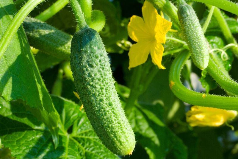 Bitter cucumbers contain a natural defense compound