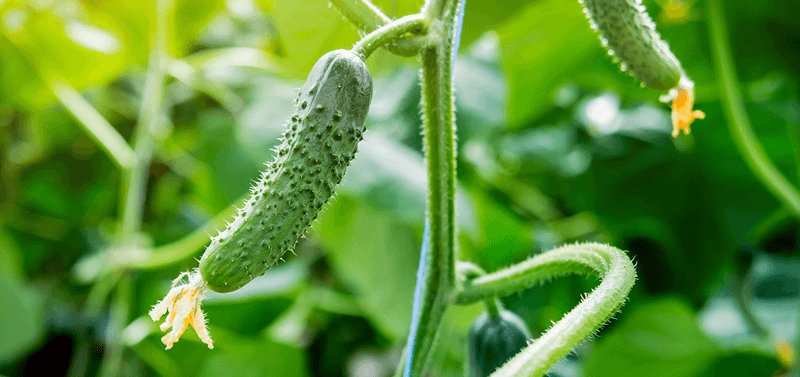 Bitterness begins with a cucumber defense compound