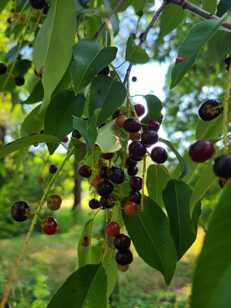 Black Cherry