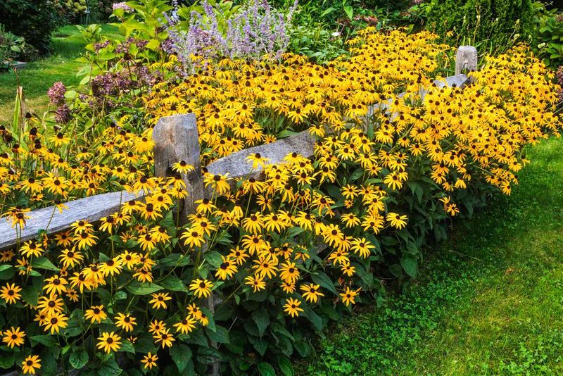 Black-Eyed Susan Black-Eyed Susan