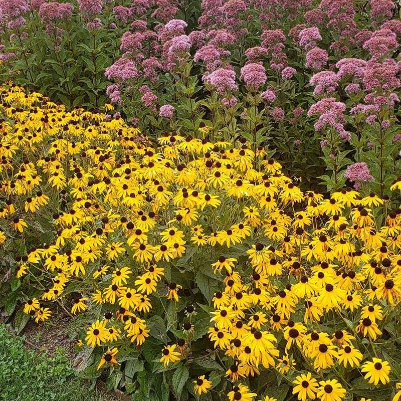 Black-Eyed Susan (Rudbeckia fulgida 'Goldsturm')