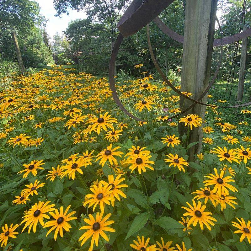 Black-Eyed Susan (Rudbeckia fulgida)