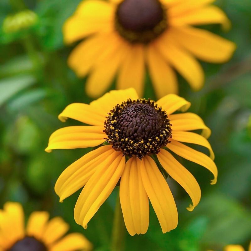 Black-Eyed Susan (Rudbeckia hirta)