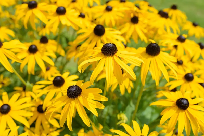 Black-Eyed Susan Black-Eyed Susan