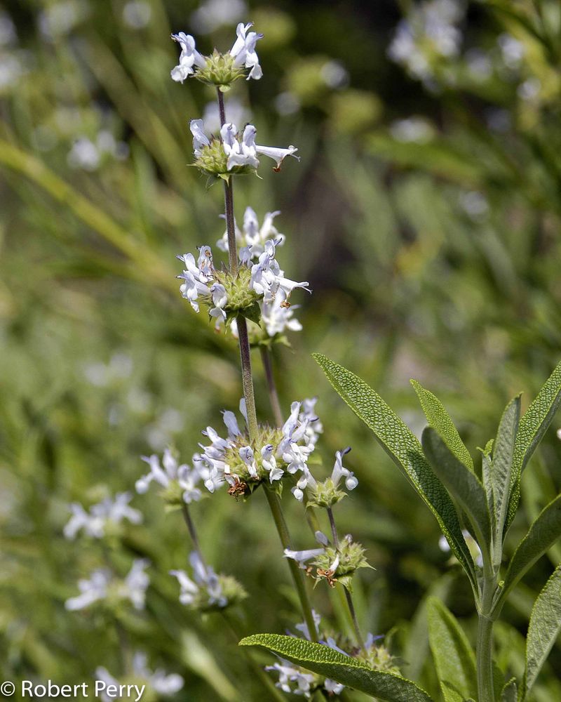 Black Sage (Salvia mellifera)