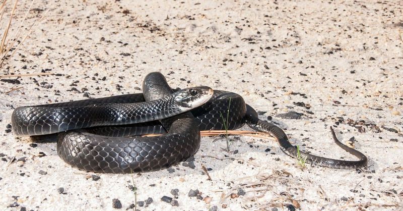 “Black Snake” Is Only a Starting Description