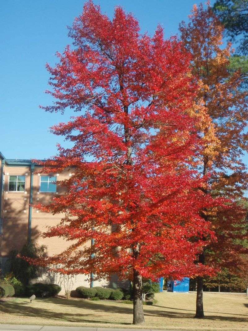 Black gum offers an underused native alternative