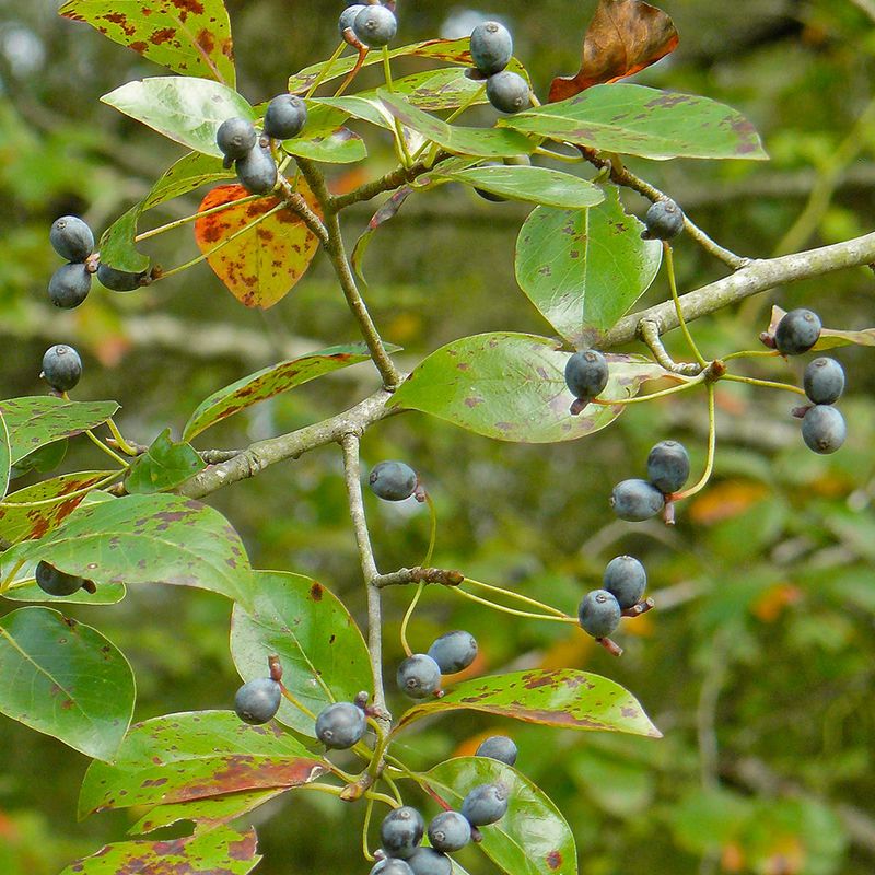 Black gum supports wildlife through nectar, fruit, and habitat