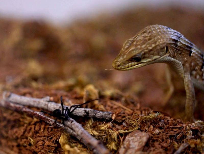 Black-widow predation is real but limited in what it proves