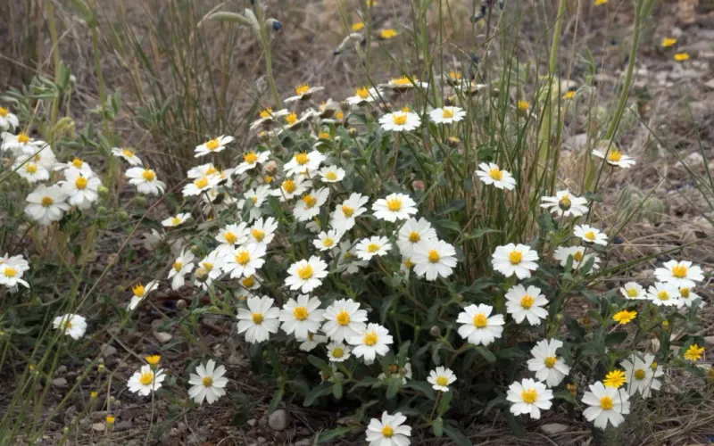 Blackfoot daisy fits the goal—but the title needs a correction Blackfoot daisy fits the goal—but the title needs a correction