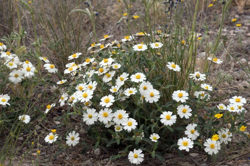 Blackfoot daisy is a conditional answer to the border problem