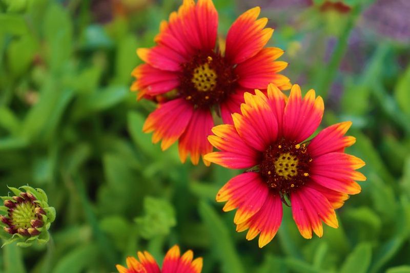 Blanket Flower