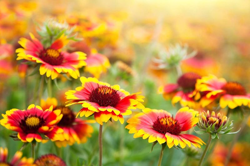 Blanket Flower
