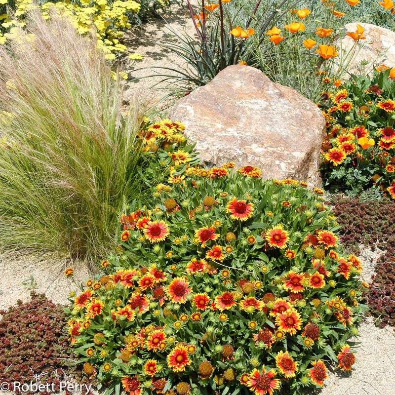 Blanket Flower