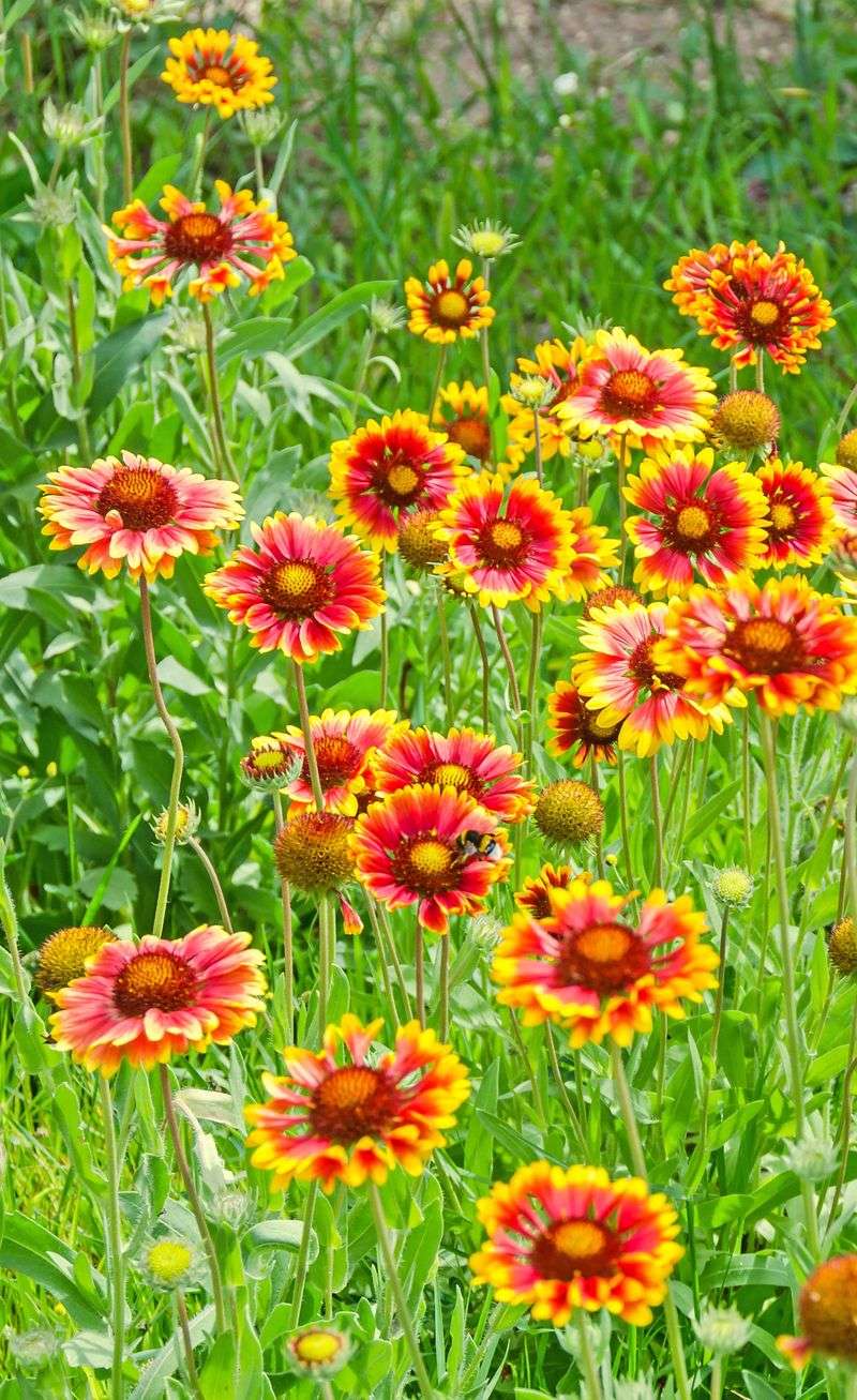 Blanket Flower (Gaillardia) Blanket Flower (Gaillardia)