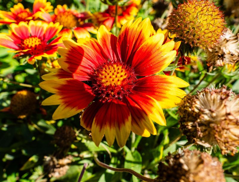 Blanket Flower