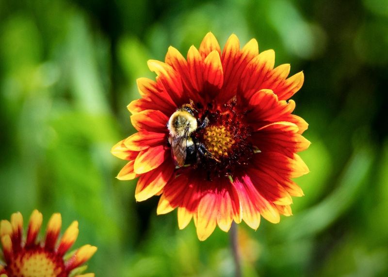Blanketflower