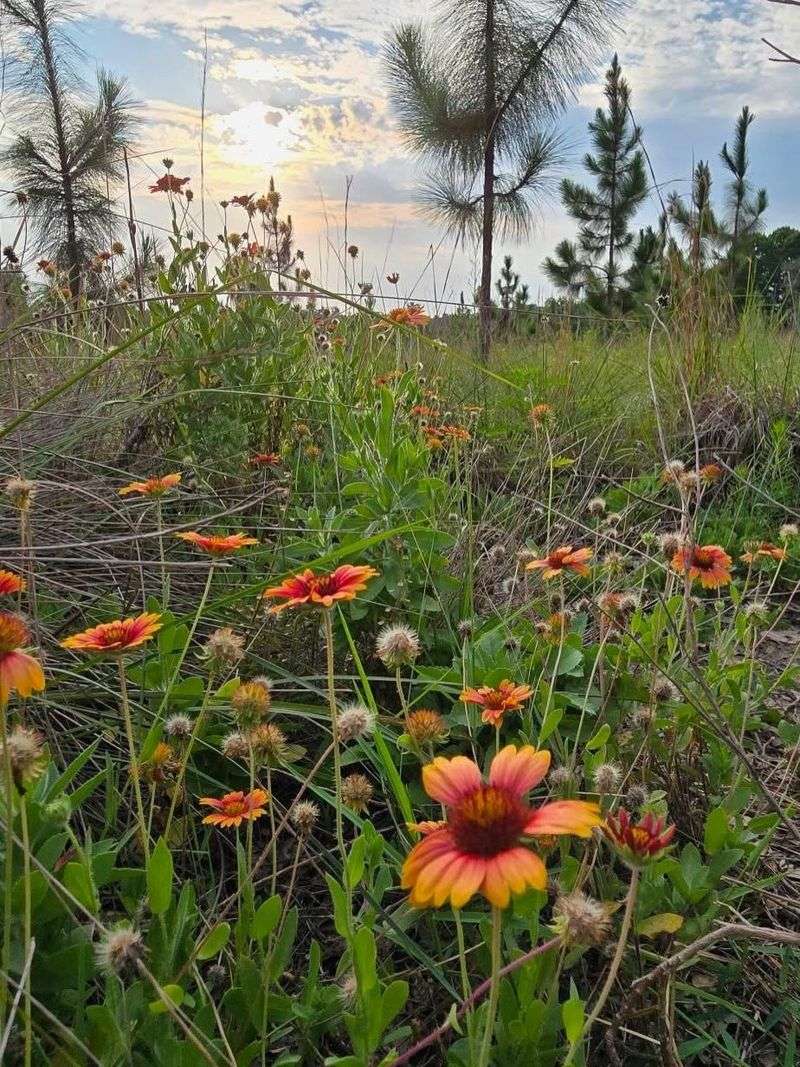 Blanketflower