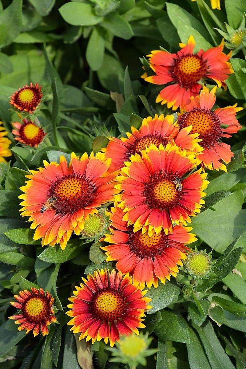 Blanketflower