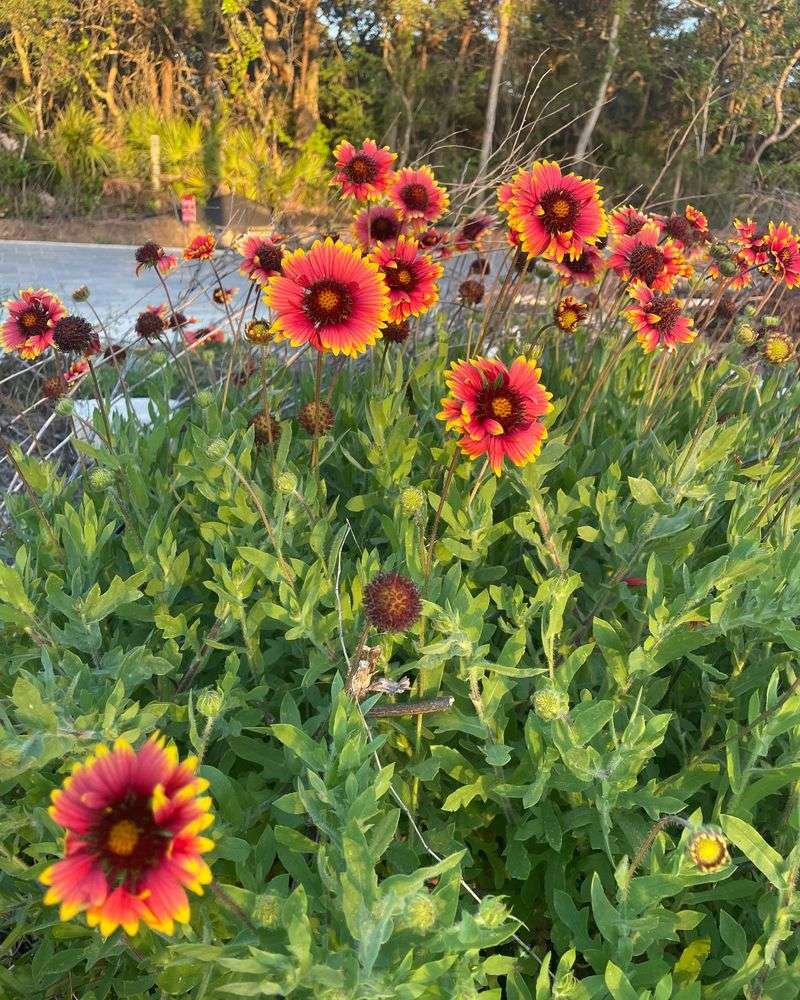 Blanketflower