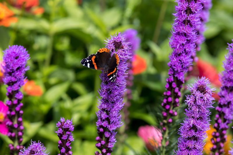 Blazing Star (Liatris spicata)