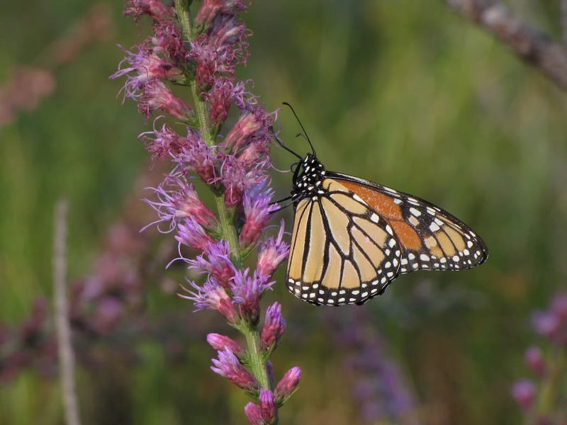 Blazing Star
