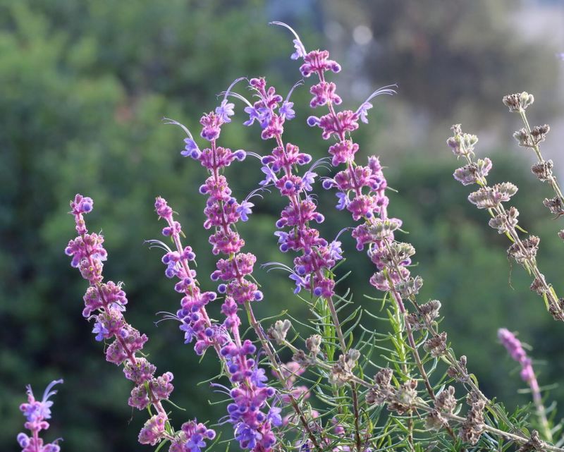 Bloom timing may overlap rather than create a dependable handoff