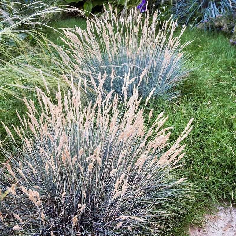 Blue Fescue (Festuca glauca)