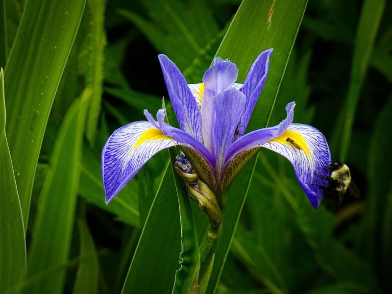 Blue Flag Iris Blue Flag Iris