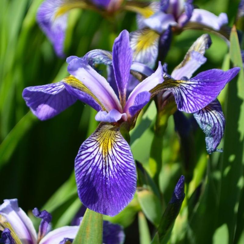 Blue Flag Iris