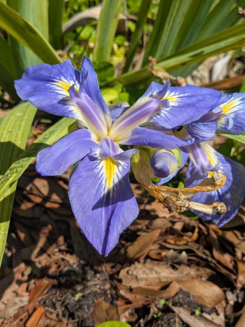 Blue Flag Iris