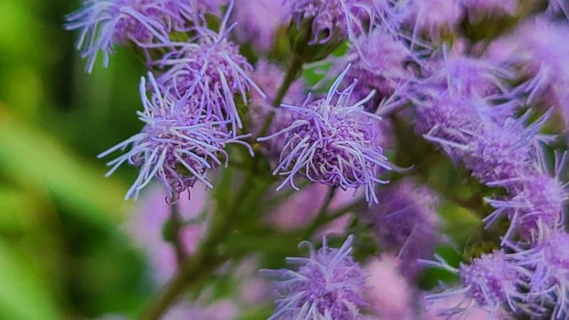 Blue Mistflower Blue Mistflower