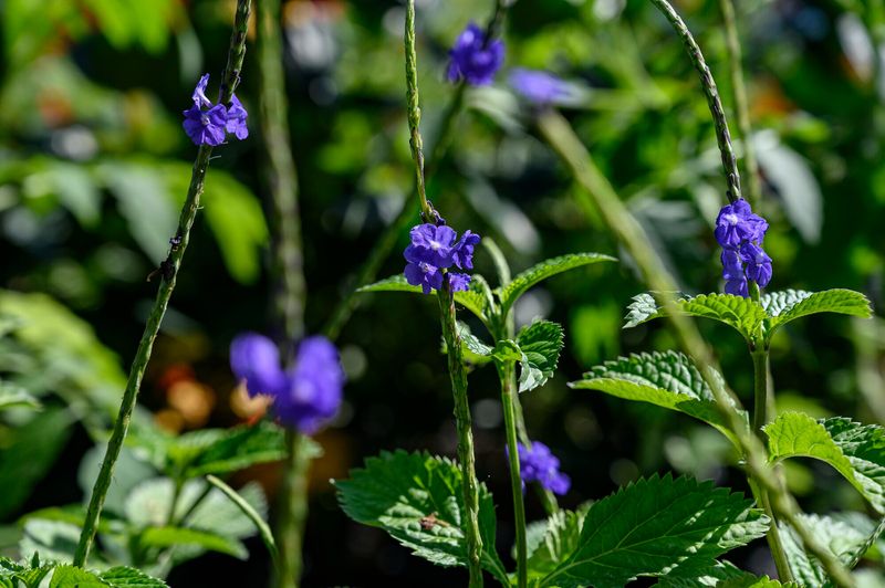 Blue Porterweed