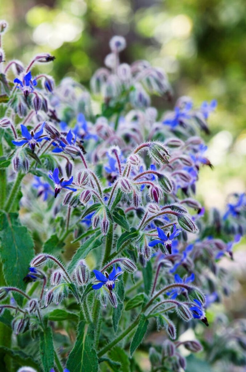 Borage can add a relaxed blue focal point