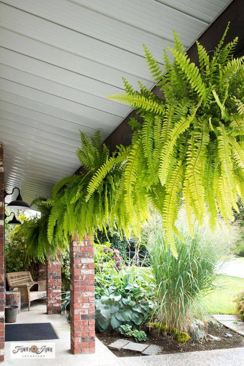 Boston Fern