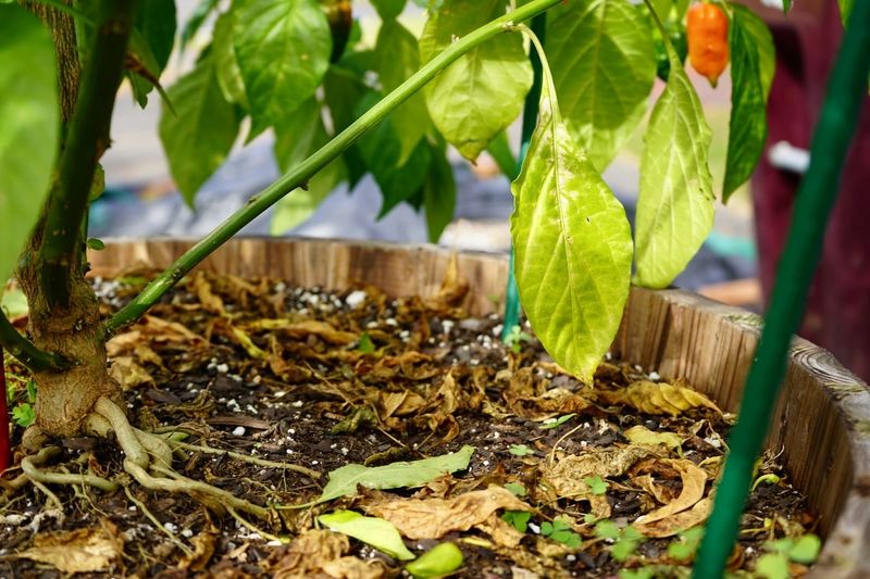 Bottom-Up Leaf Drop Shows Where Stress Appears—Not What Caused It
