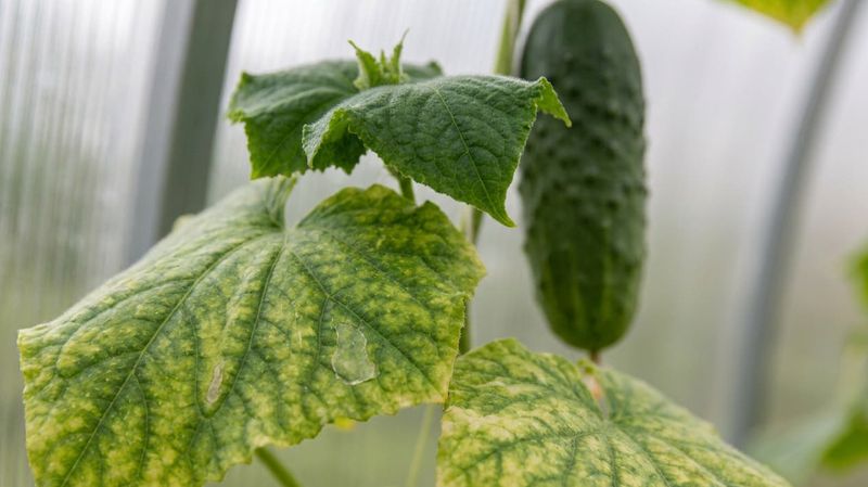Bottom-up yellowing describes a pattern, not a diagnosis