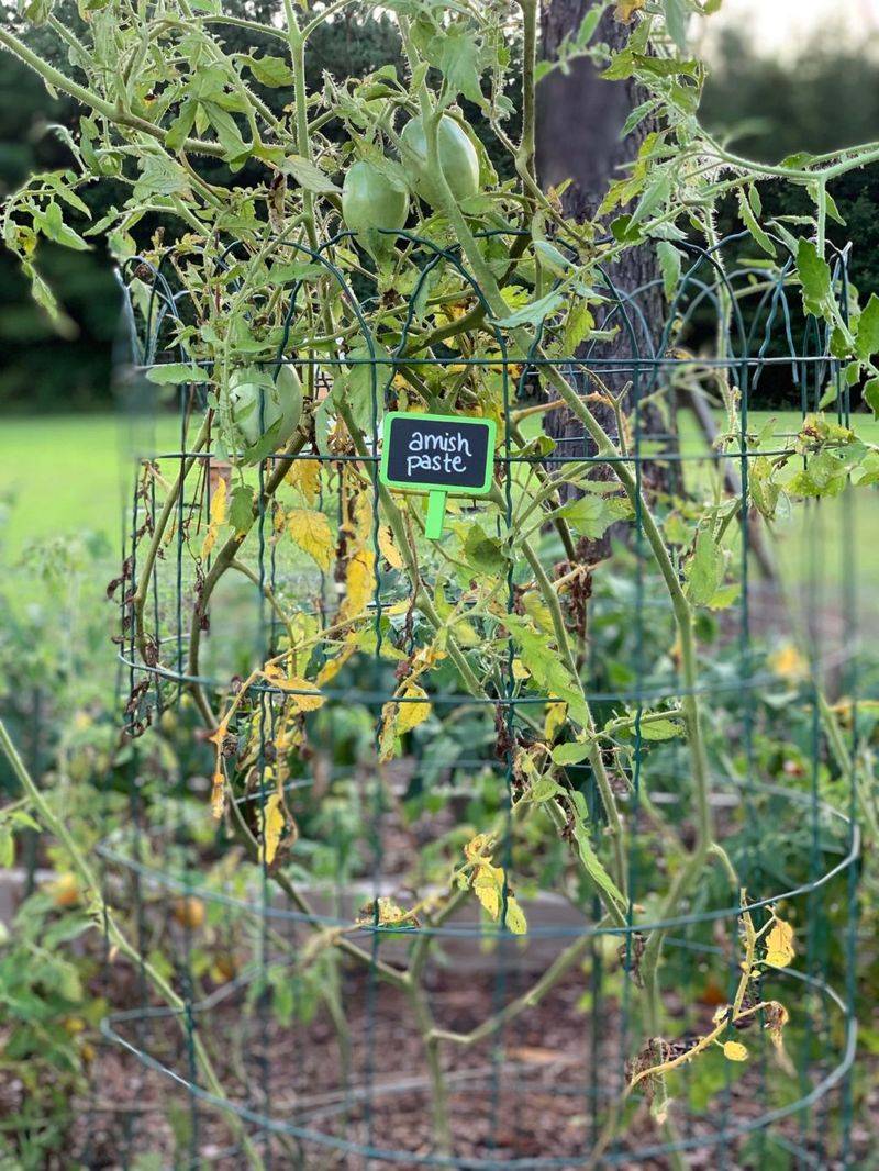 Bottom-up yellowing suggests nitrogen deficiency—but does not prove it