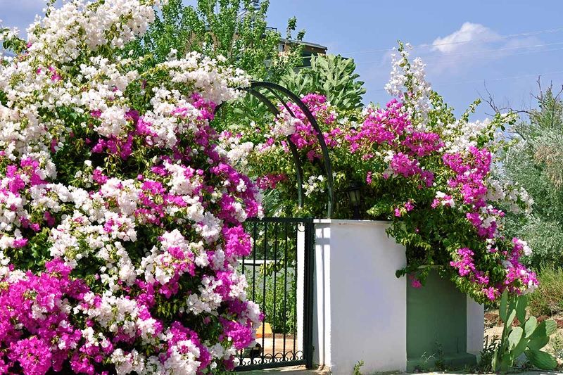 Bougainvillea